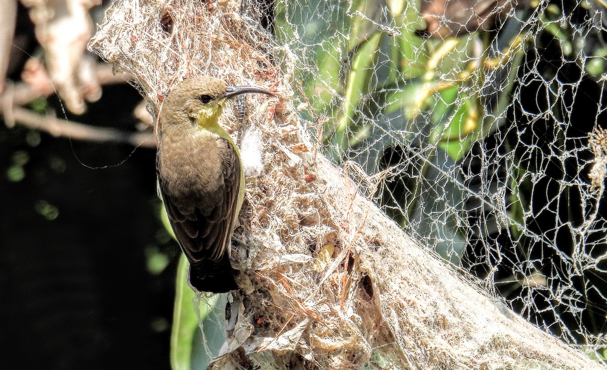 Purple-rumped Sunbird - ML628652243