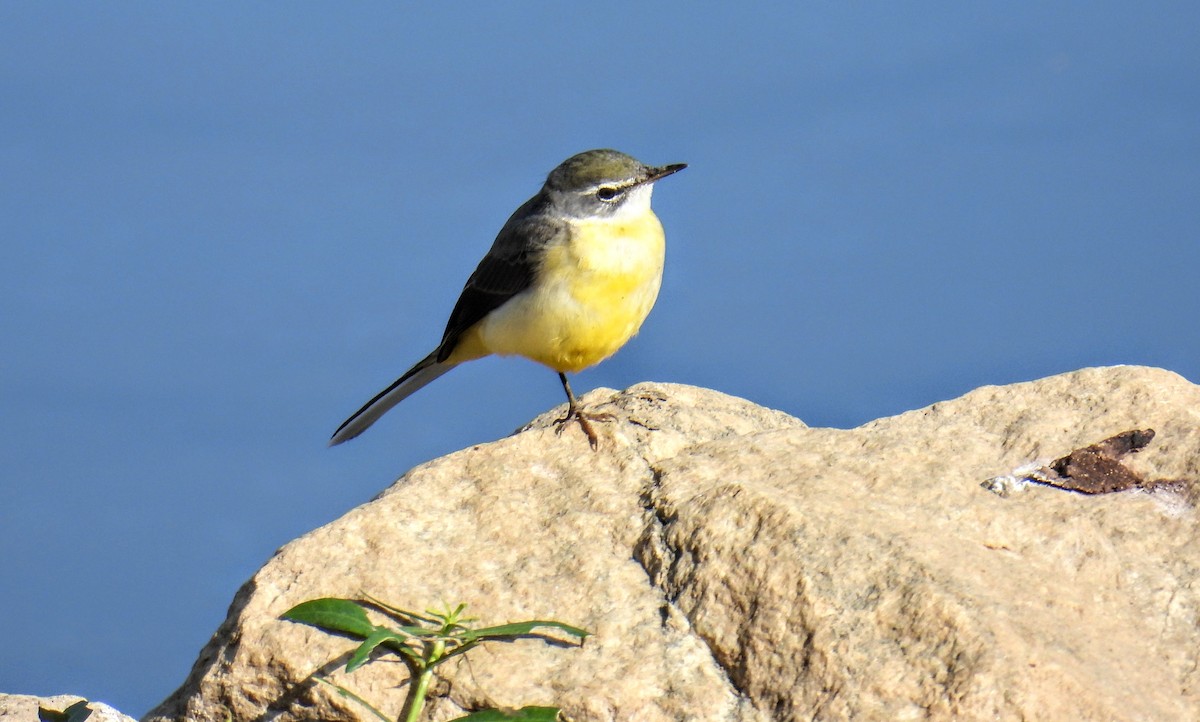 Gray Wagtail - ML628652245