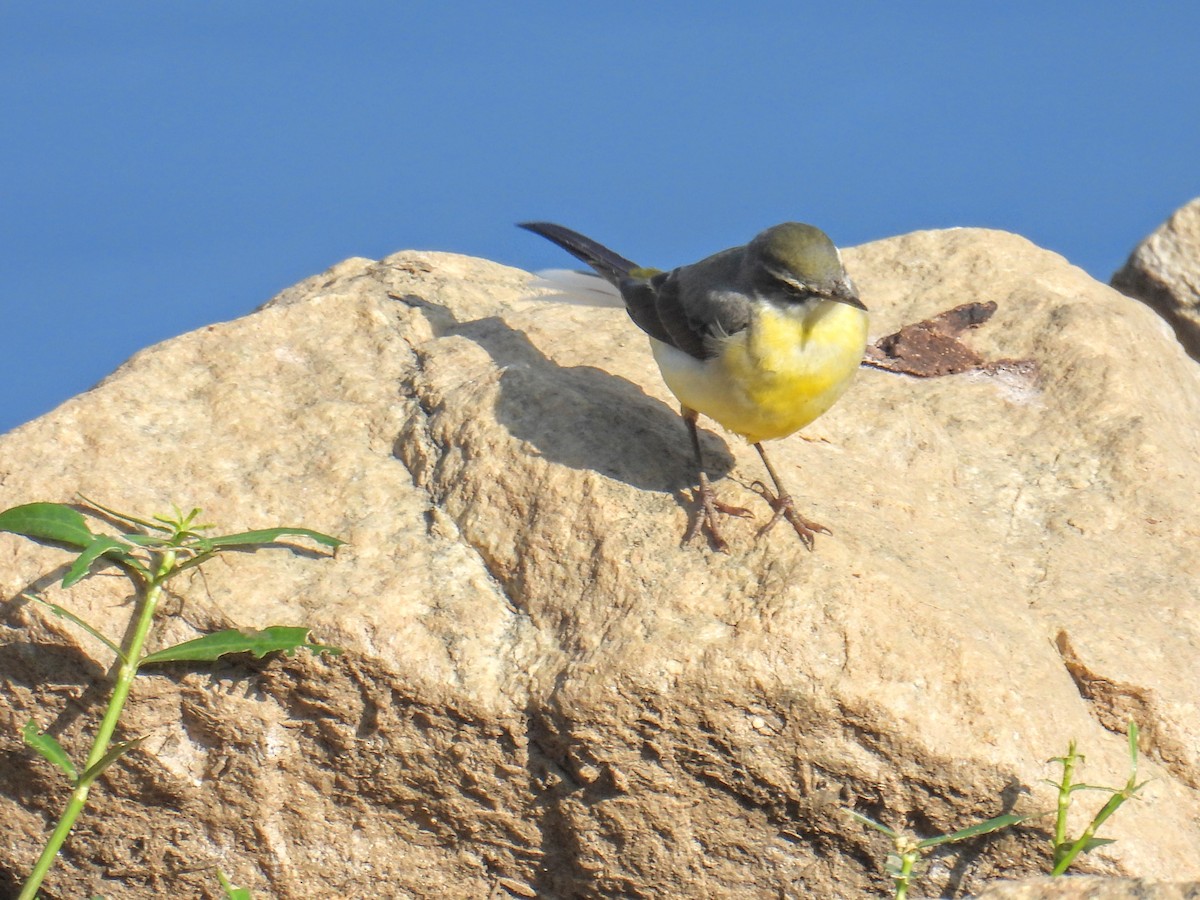 Gray Wagtail - ML628652246