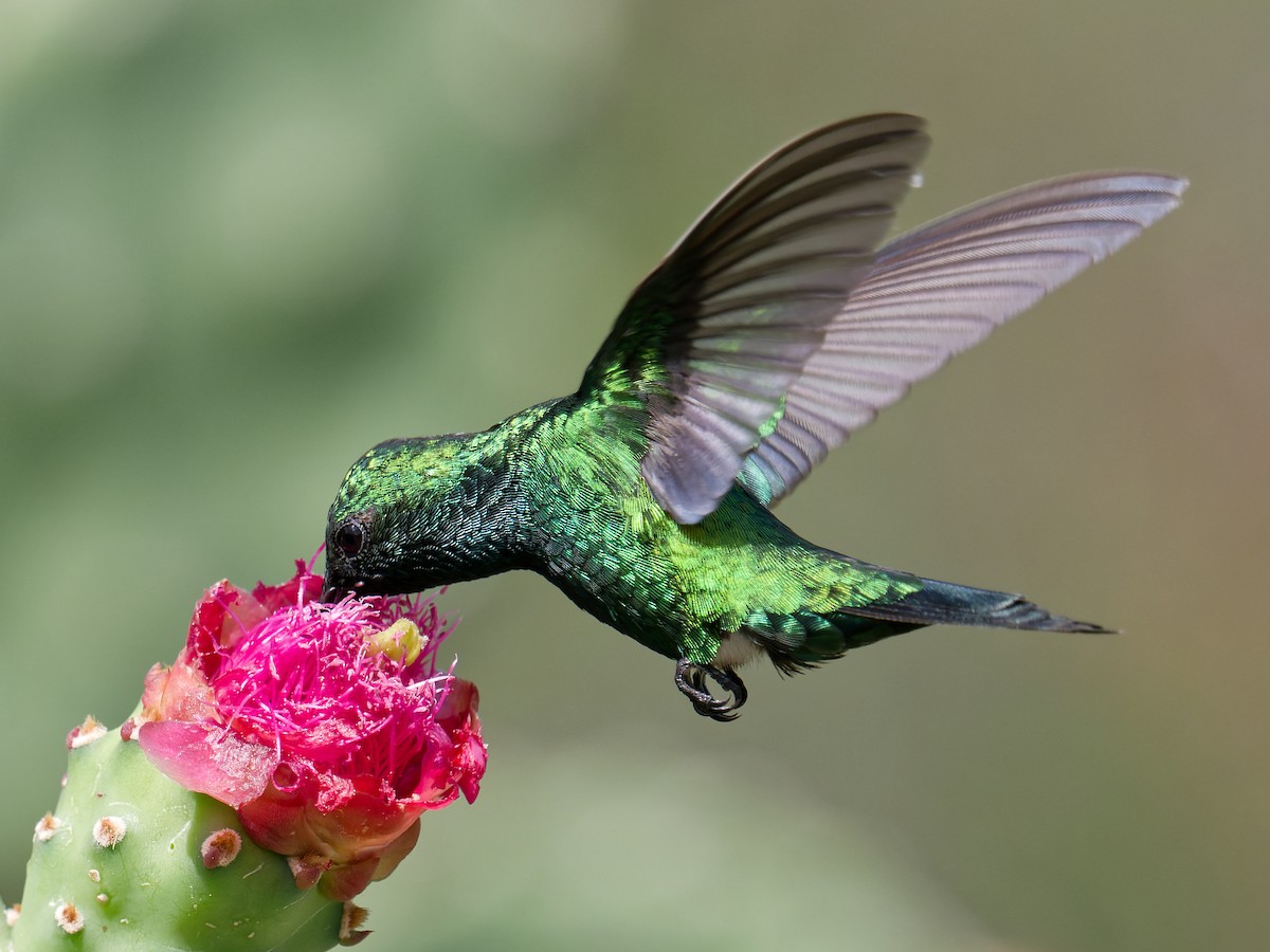 Blue-tailed Emerald - ML628652474