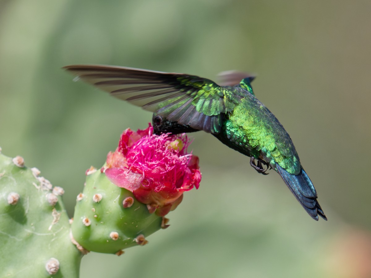 Blue-tailed Emerald - ML628652475