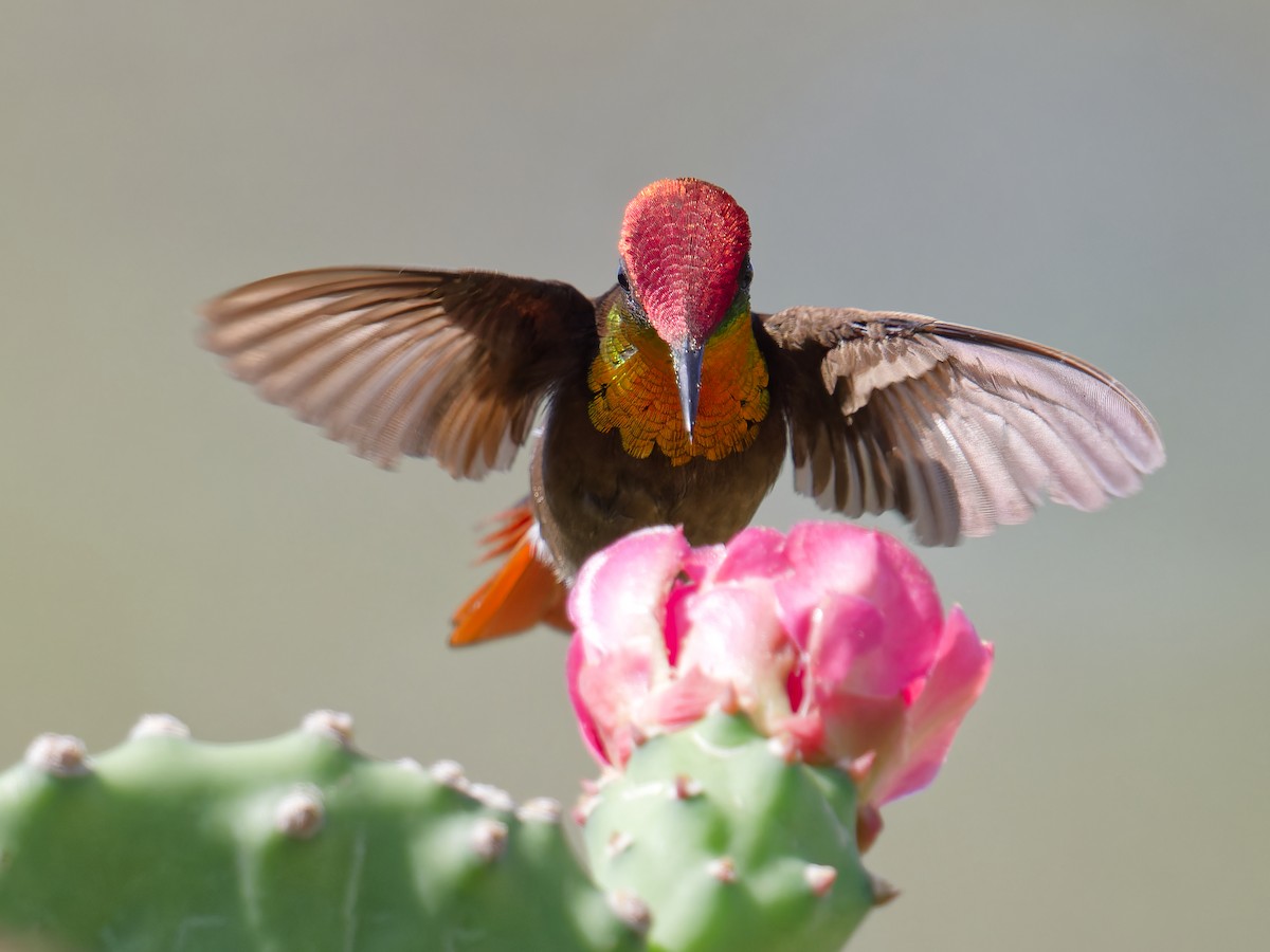 Ruby-topaz Hummingbird - ML628652493