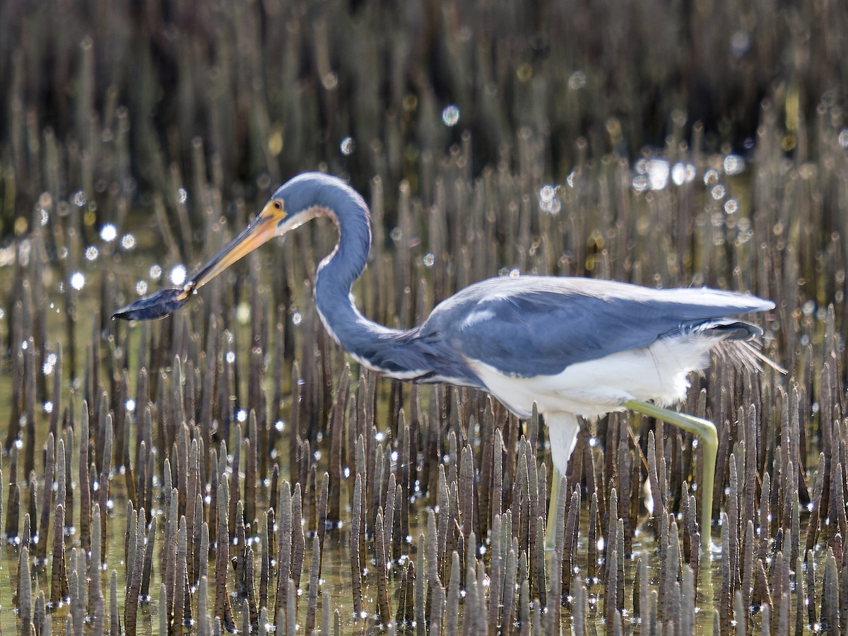 Tricolored Heron - ML628652504