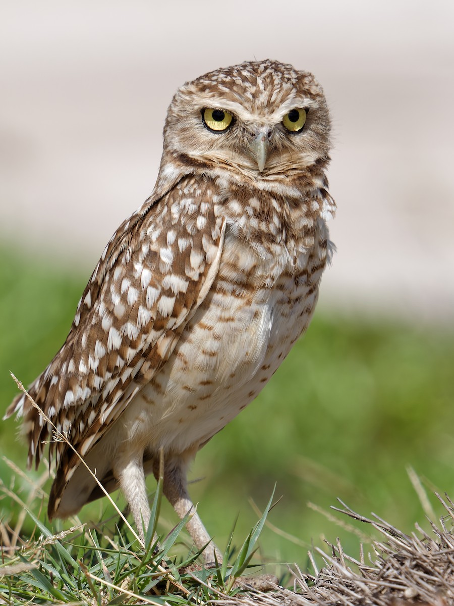 Burrowing Owl - ML628652515