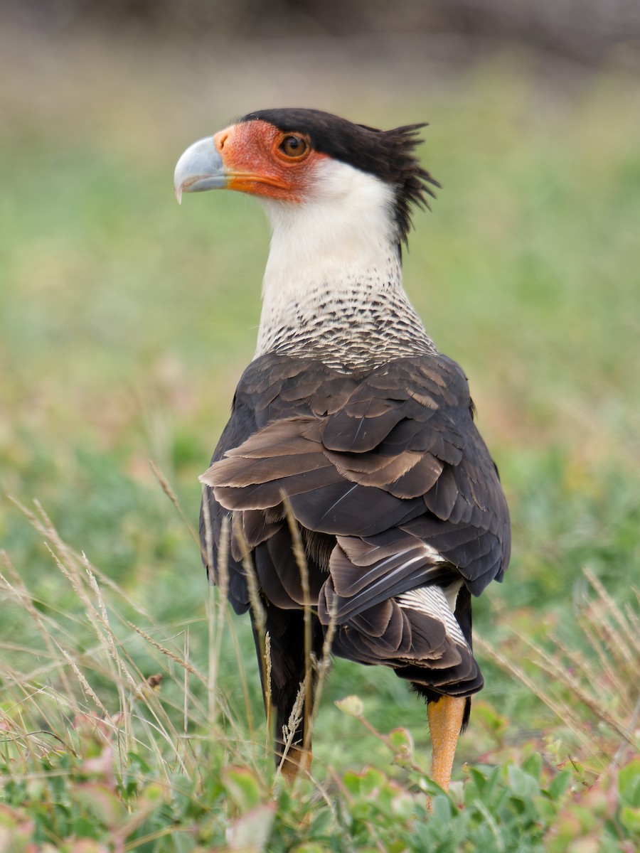 Crested Caracara (Northern) - ML628652537
