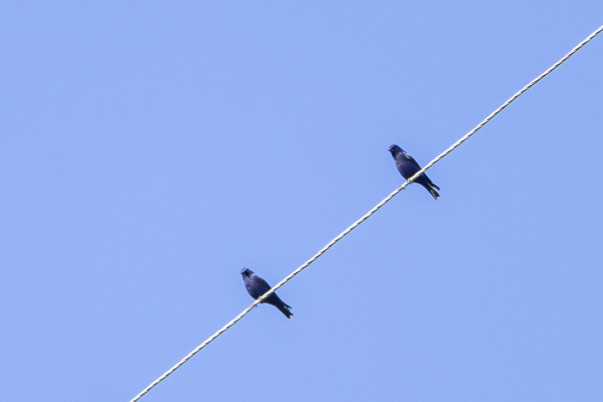 grandala - ML628652707