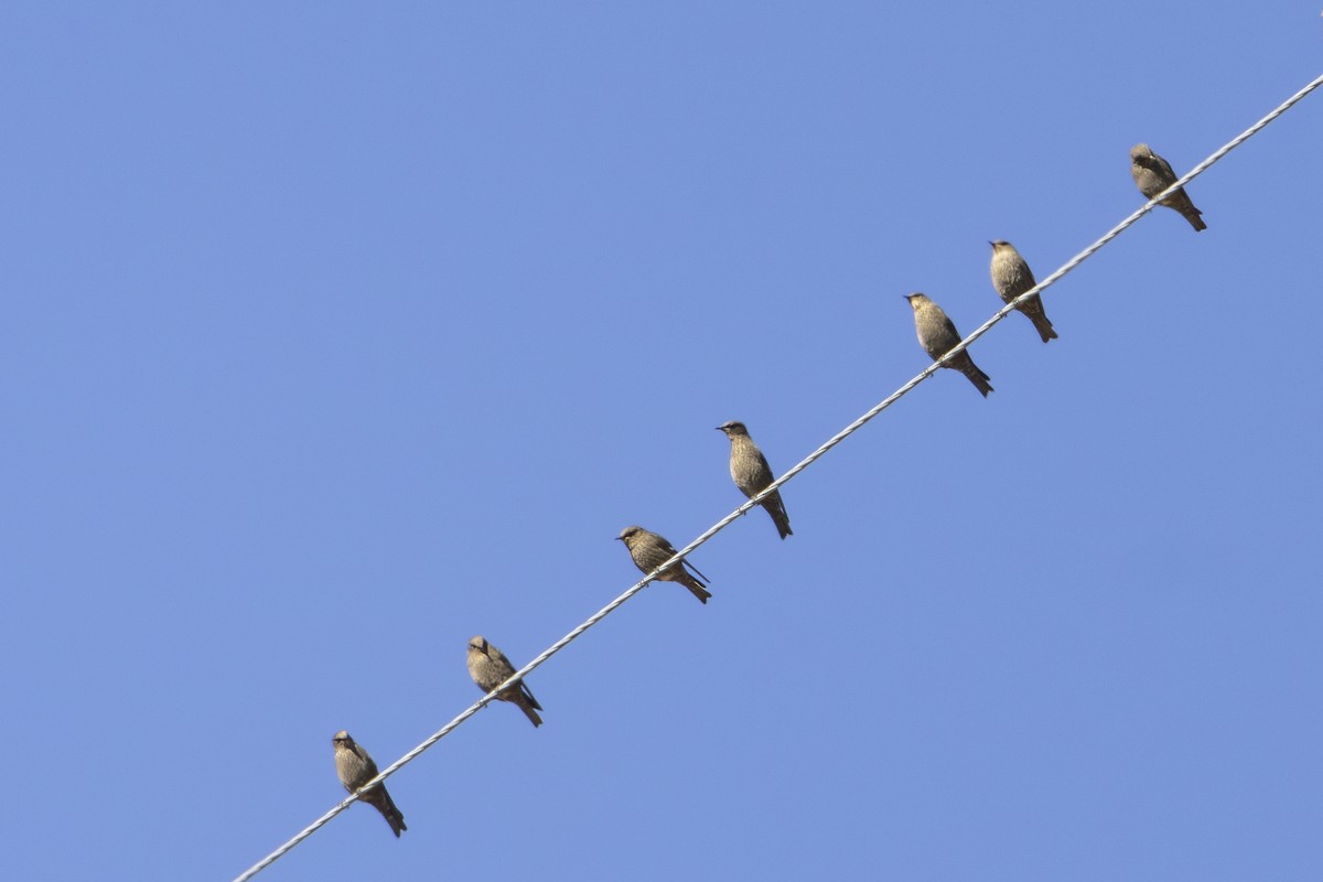 grandala - ML628652708