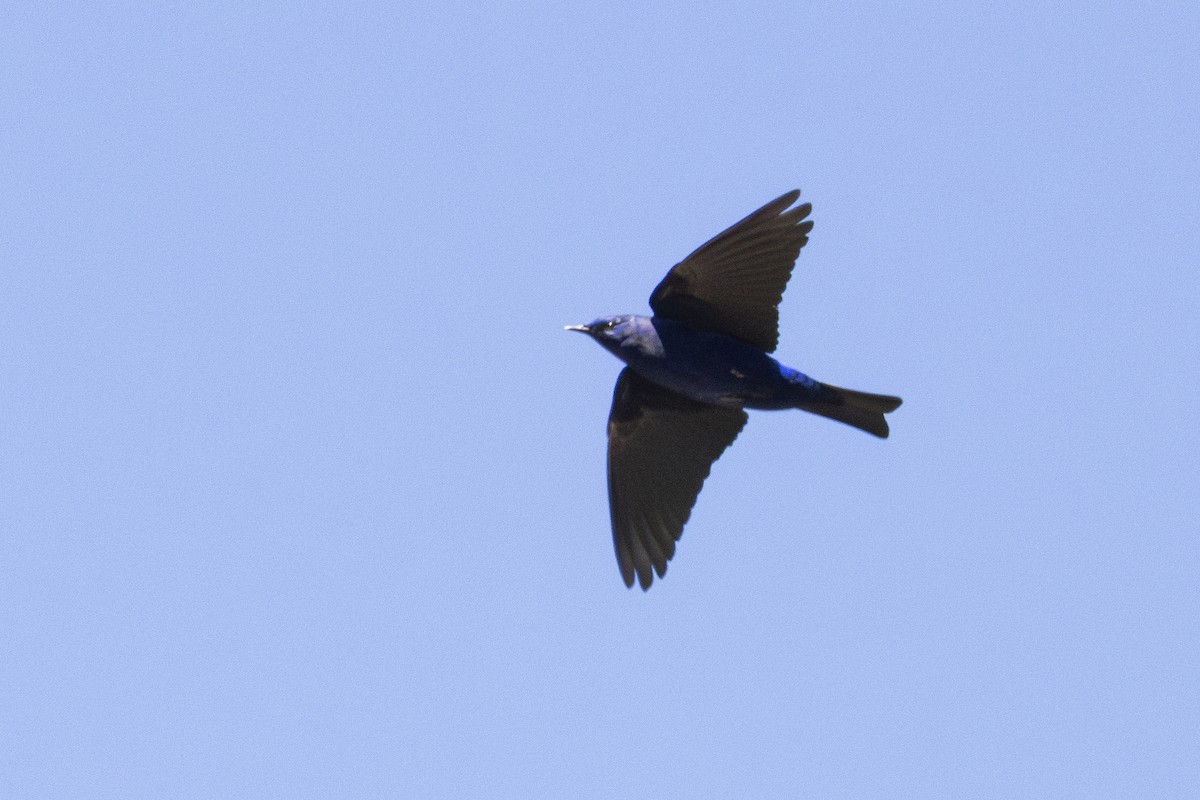 grandala - ML628652710