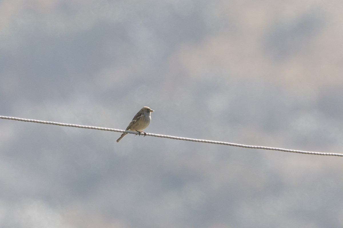 brunfjellfink - ML628652716