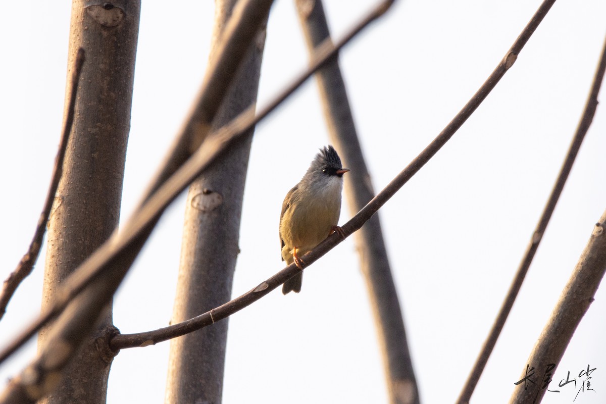 Black-chinned Yuhina - ML628652743