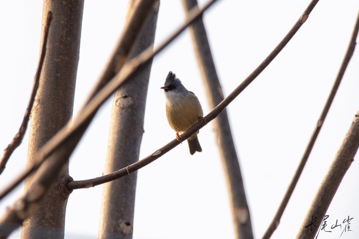 Black-chinned Yuhina - ML628652744