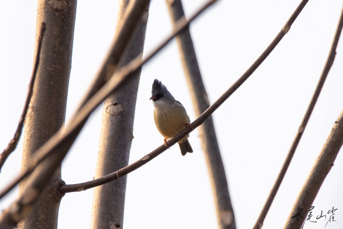 Black-chinned Yuhina - ML628652745