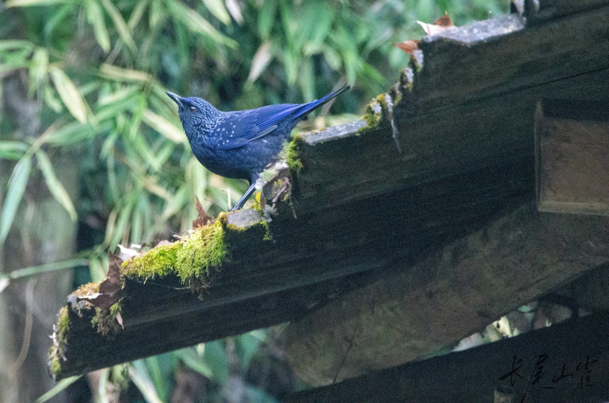 Blue Whistling-Thrush - ML628652769