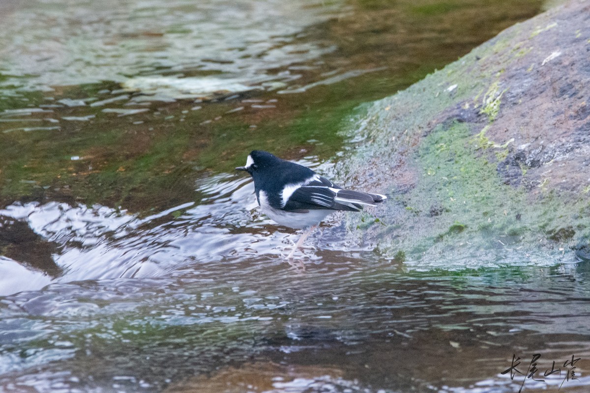 Little Forktail - ML628652802