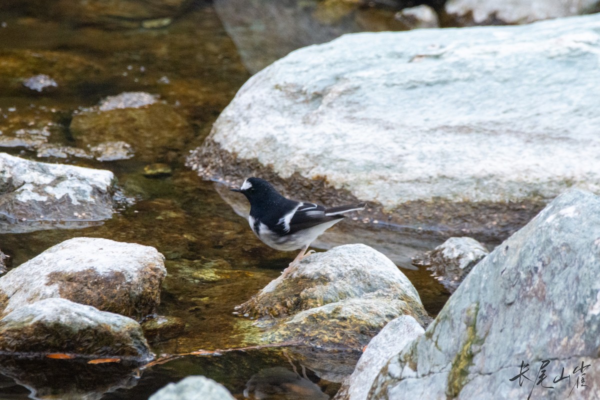 Little Forktail - ML628652803