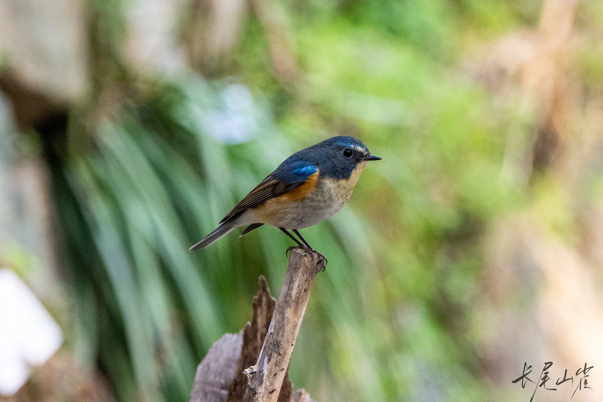 Red-flanked Bluetail - ML628652869