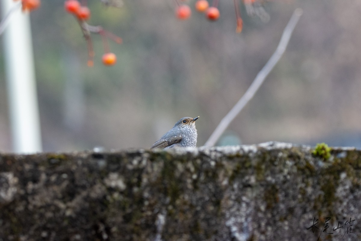 Plumbeous Redstart - ML628652873