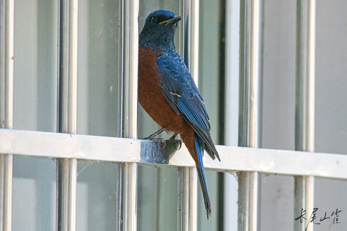 Chestnut-bellied Rock-Thrush - ML628652888