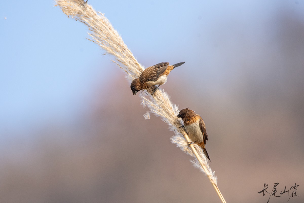 White-rumped Munia - ML628652889