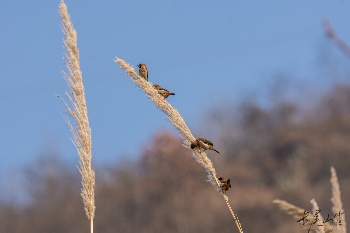 White-rumped Munia - ML628652890