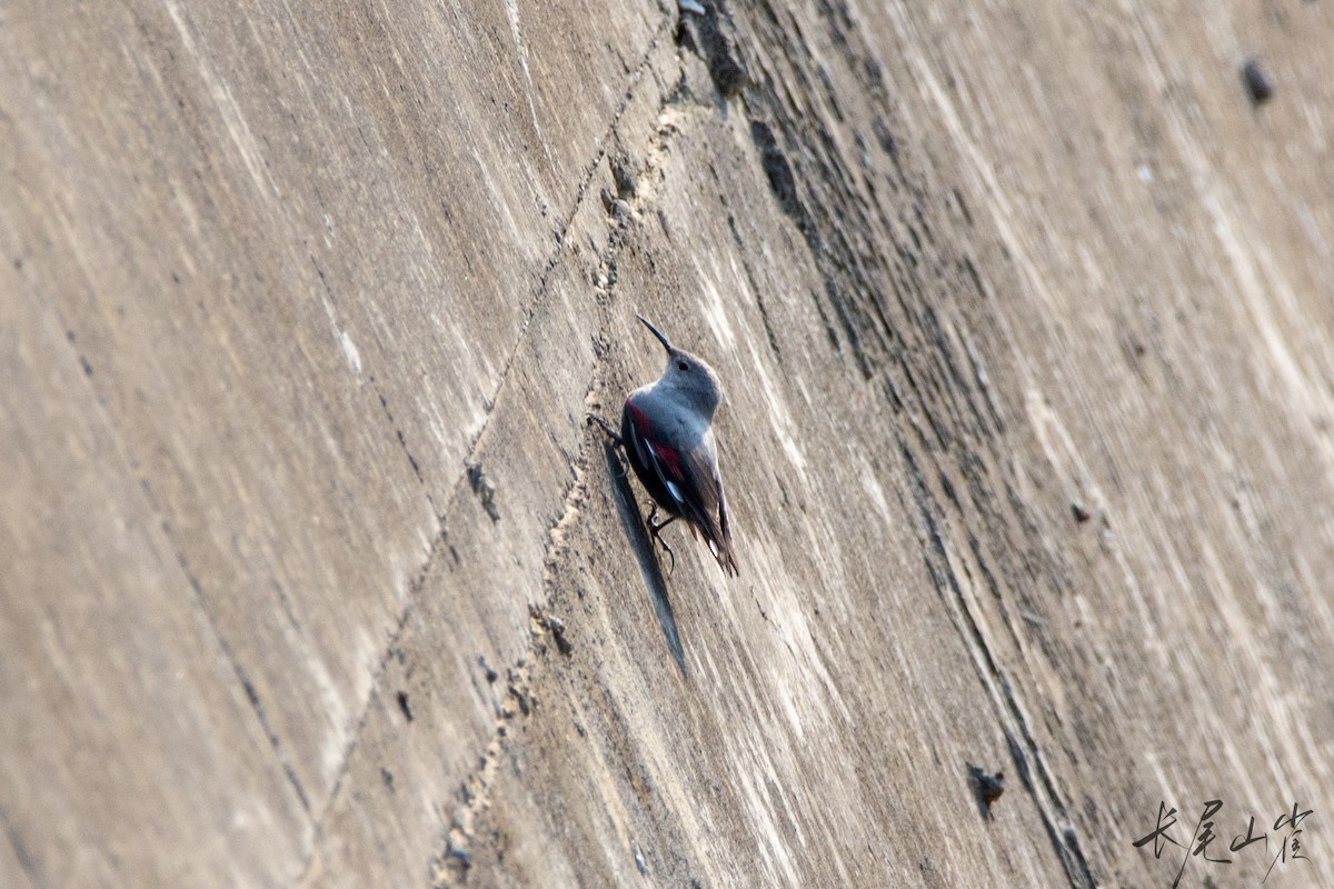 Wallcreeper - ML628652899