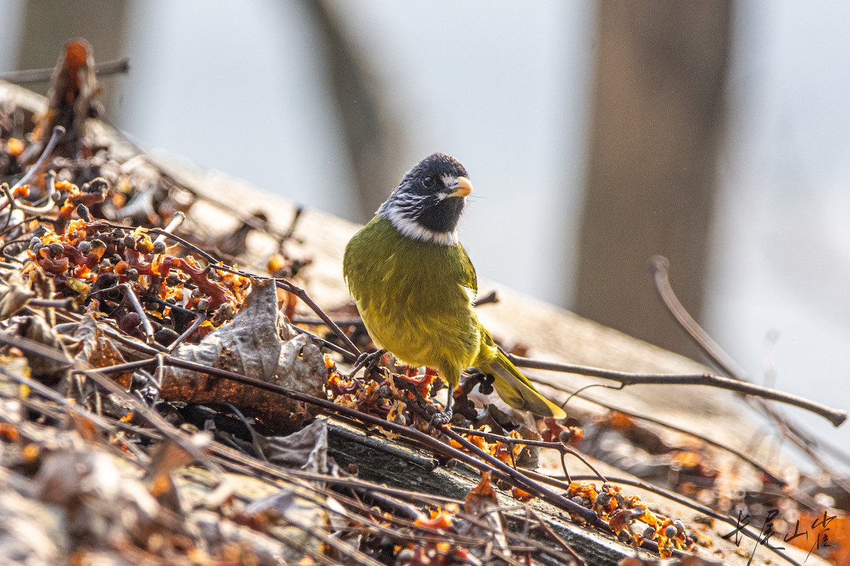 Collared Finchbill - ML628652915