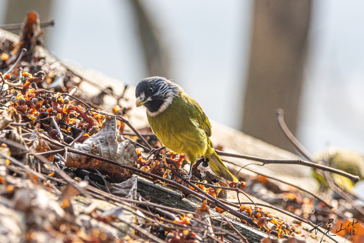 Collared Finchbill - ML628652916