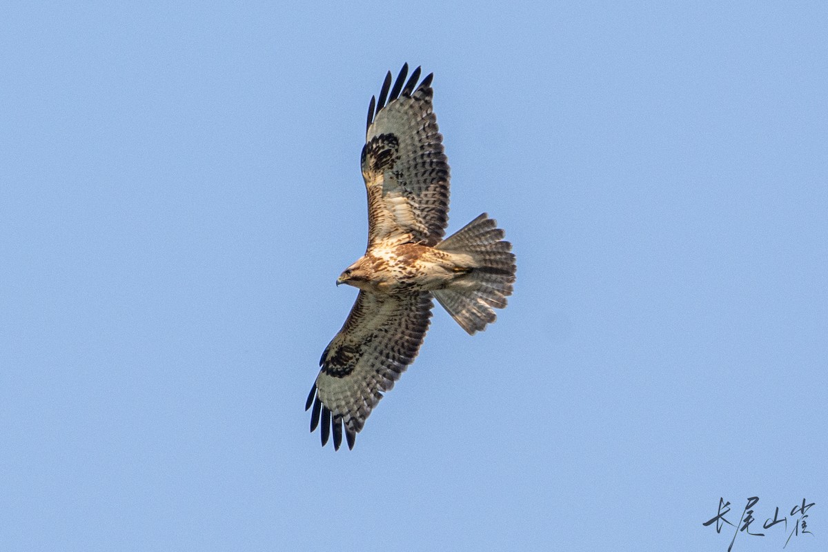 Eastern Buzzard - ML628652975