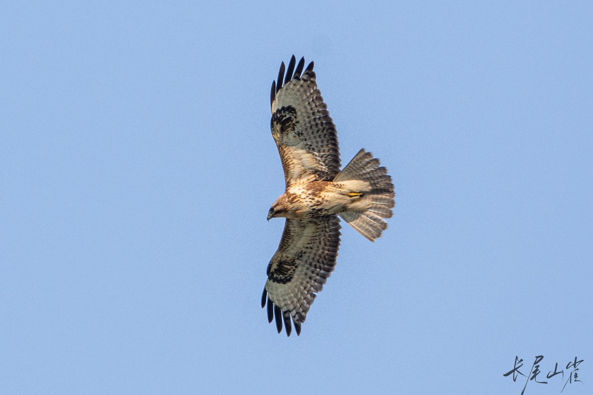 Eastern Buzzard - ML628652976