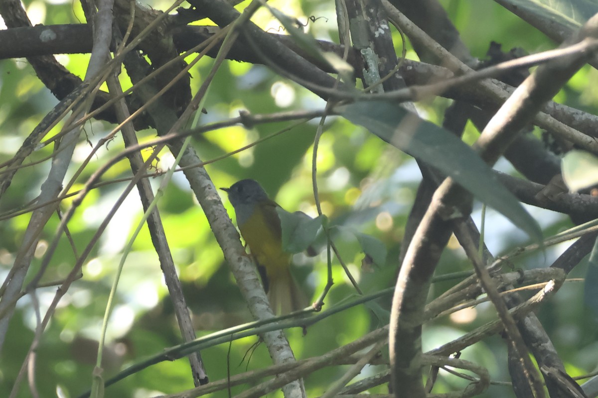 Gray-headed Canary-Flycatcher - ML628653100