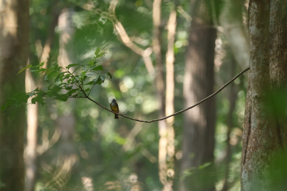 Gray-headed Canary-Flycatcher - ML628653116