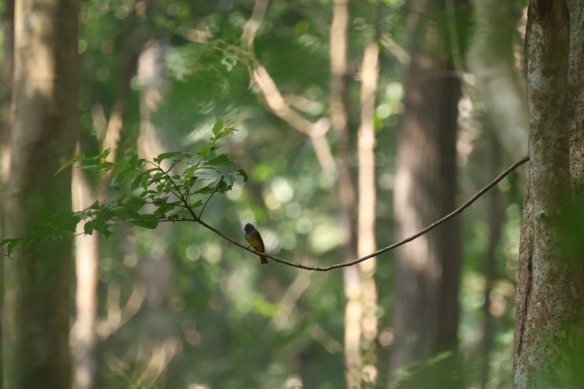 Gray-headed Canary-Flycatcher - ML628653119