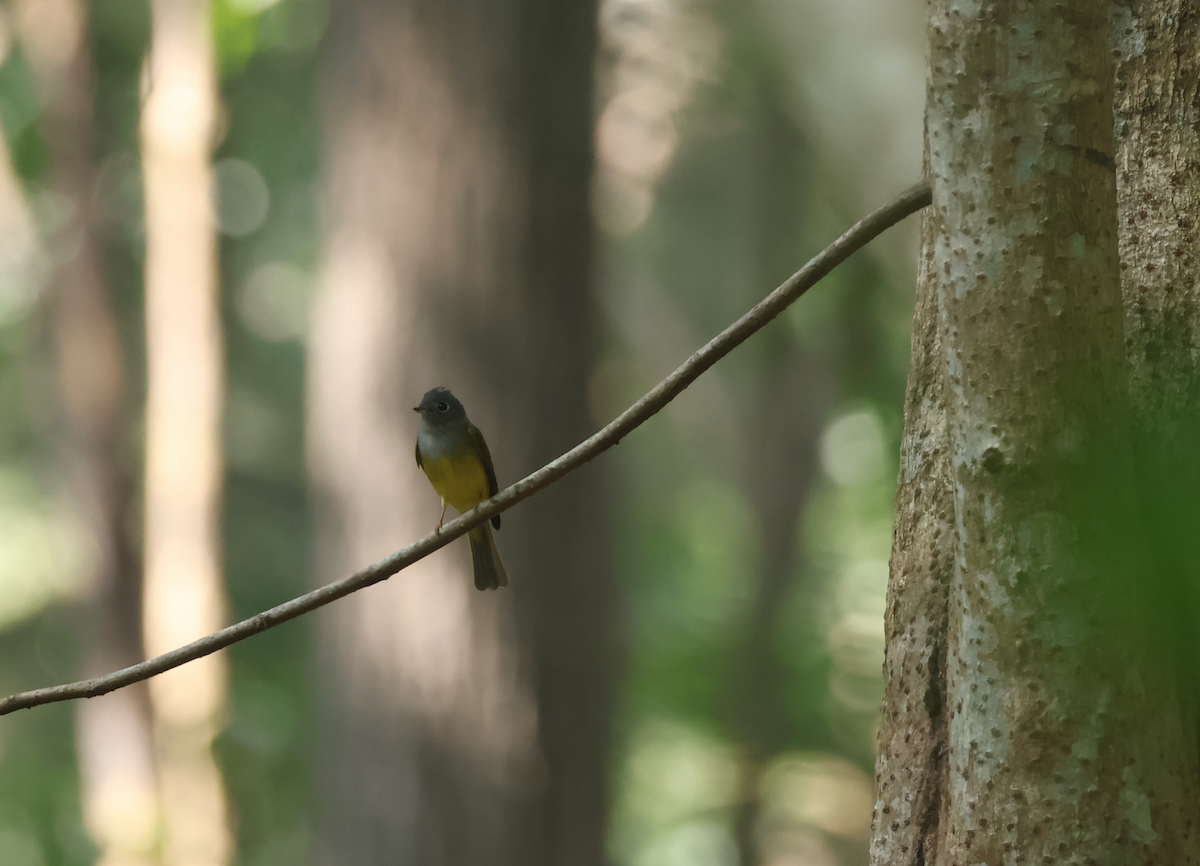 Gray-headed Canary-Flycatcher - ML628653122