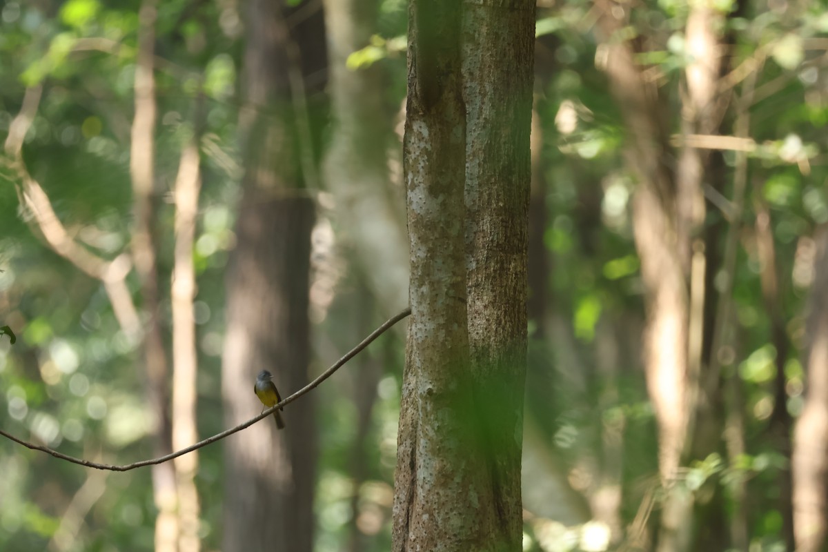 Gray-headed Canary-Flycatcher - ML628653124