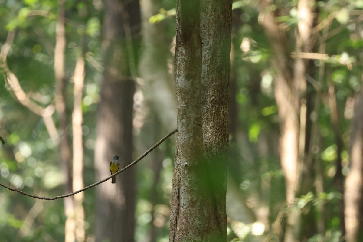 Gray-headed Canary-Flycatcher - ML628653125