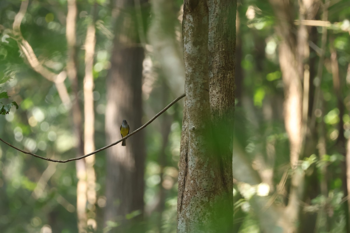 Gray-headed Canary-Flycatcher - ML628653127