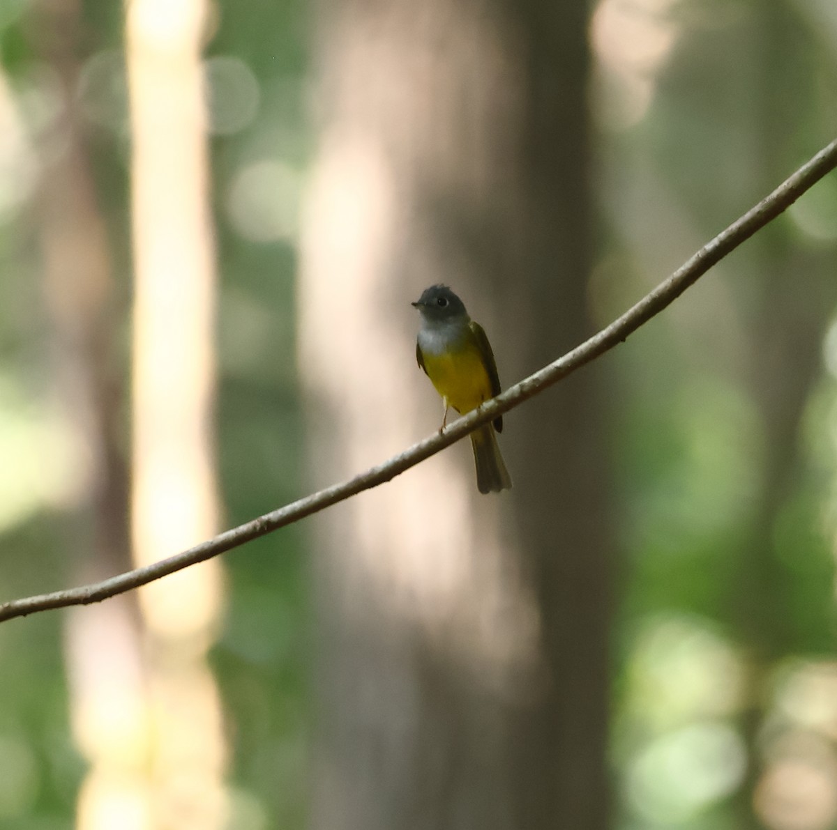 Gray-headed Canary-Flycatcher - ML628653180