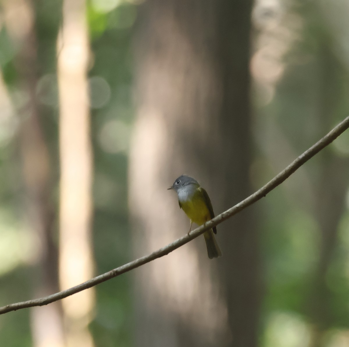 Gray-headed Canary-Flycatcher - ML628653181