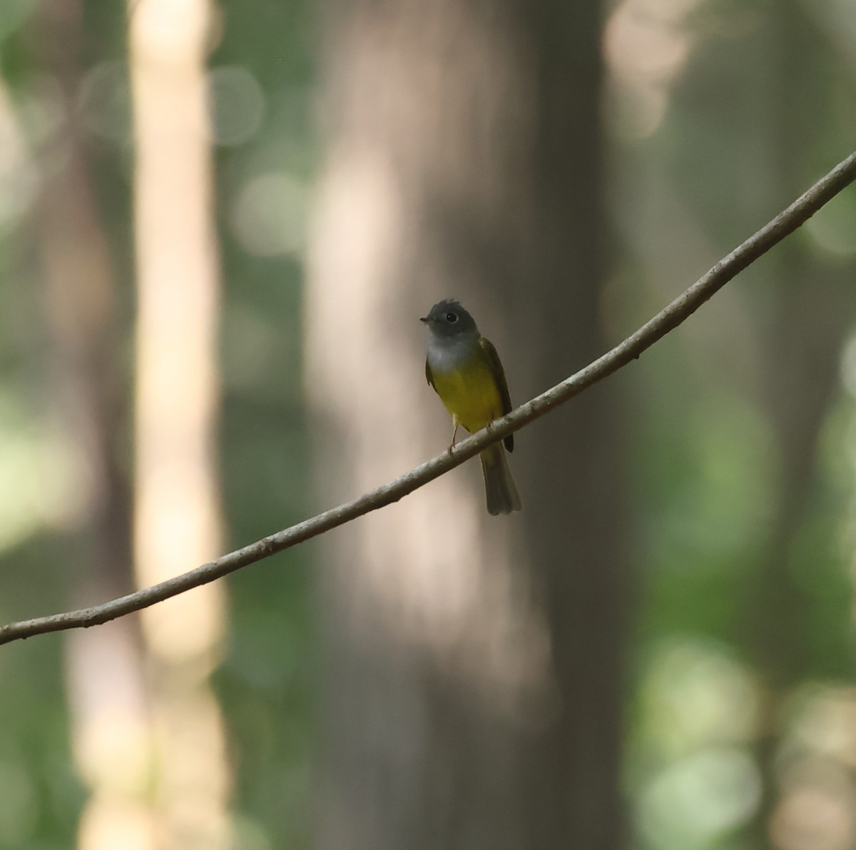 Gray-headed Canary-Flycatcher - ML628653182