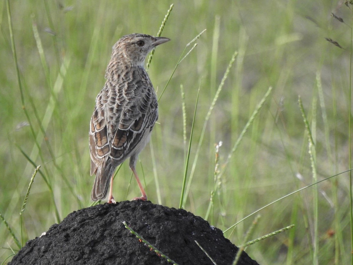 Rufous-naped Lark - ML628653190