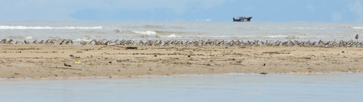 sand-plover sp. - ML628653328