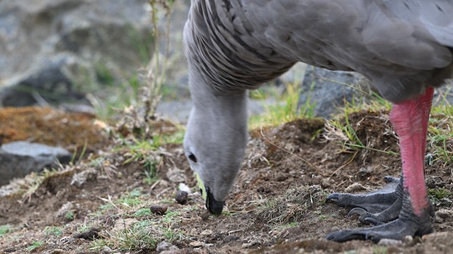 Cape Barren Goose - ML628653504