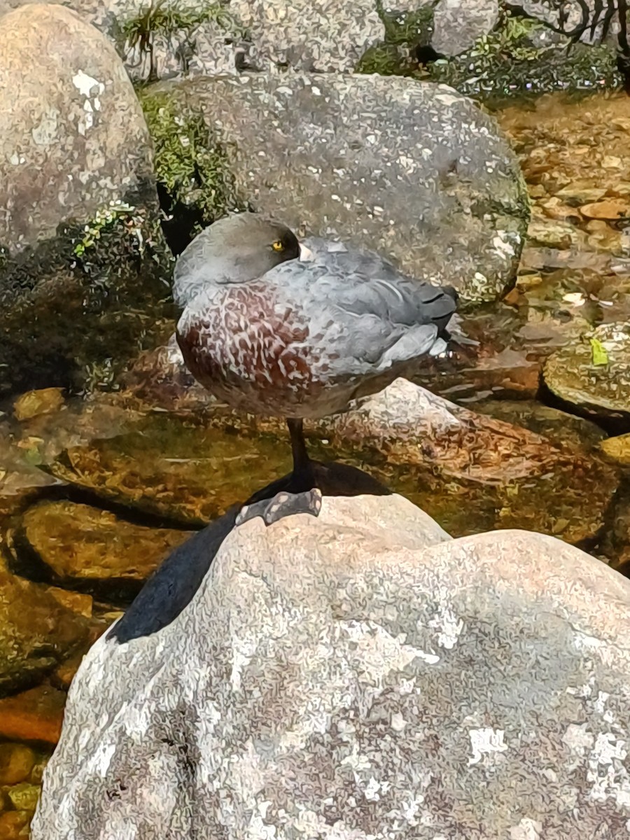 Pato Azul - ML628653662