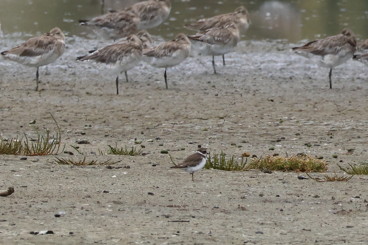 Semipalmated Plover - ML628653868