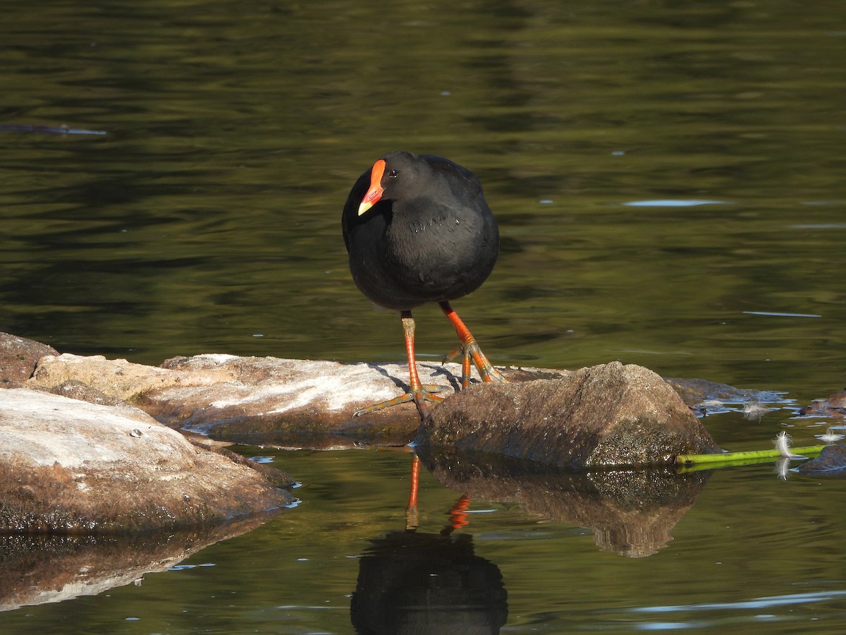 Dusky Moorhen - ML628653914