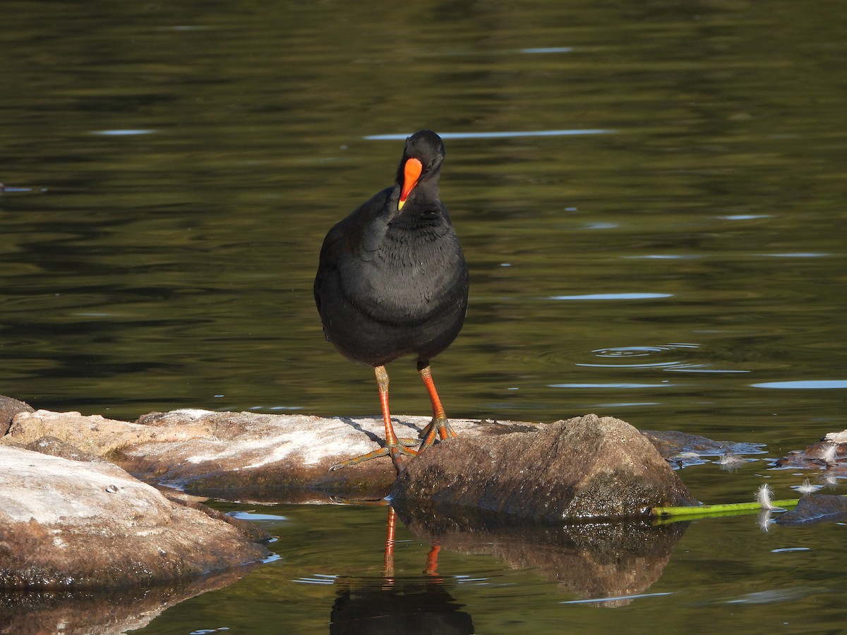 Dusky Moorhen - ML628653915