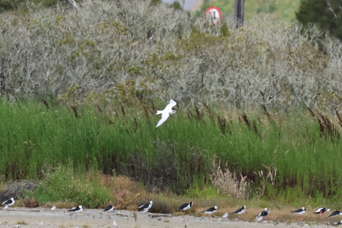 Australian Tern - ML628654060
