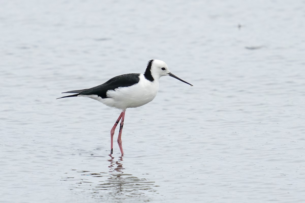 Pied Stilt - ML628654066