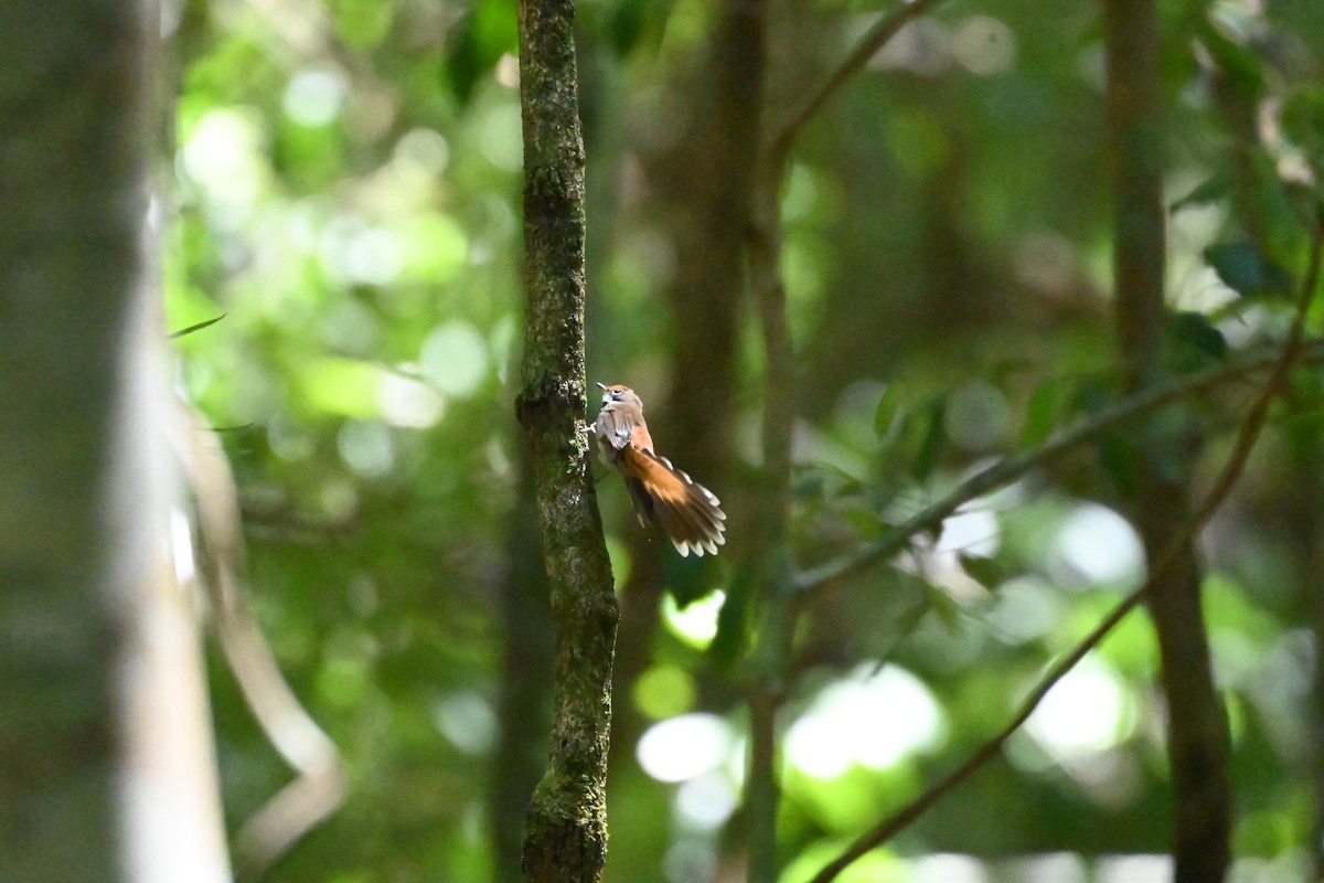Australian Rufous Fantail - ML628654216