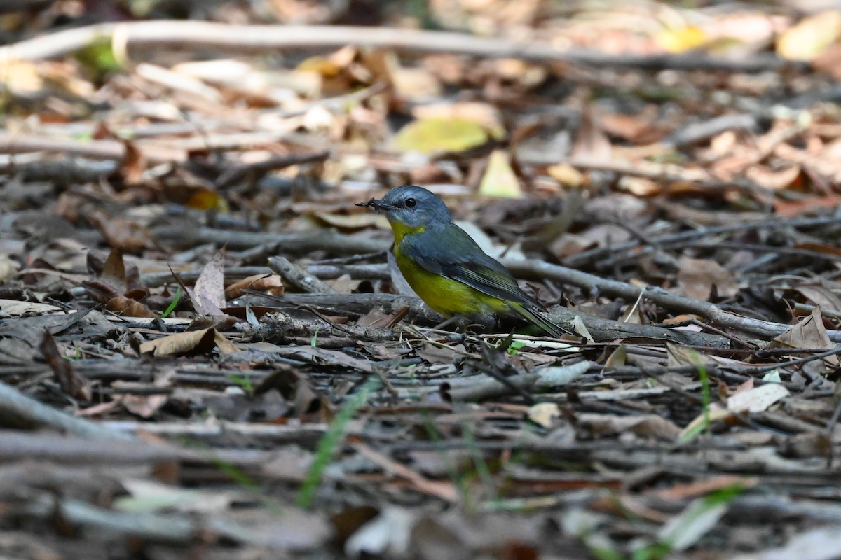 Eastern Yellow Robin - ML628654225